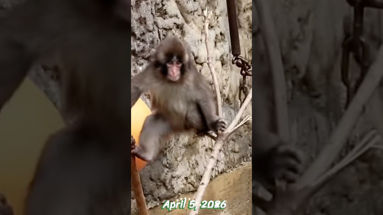 Punch - April 5, 2026 #punch #monkey #punchmonkey #shorts