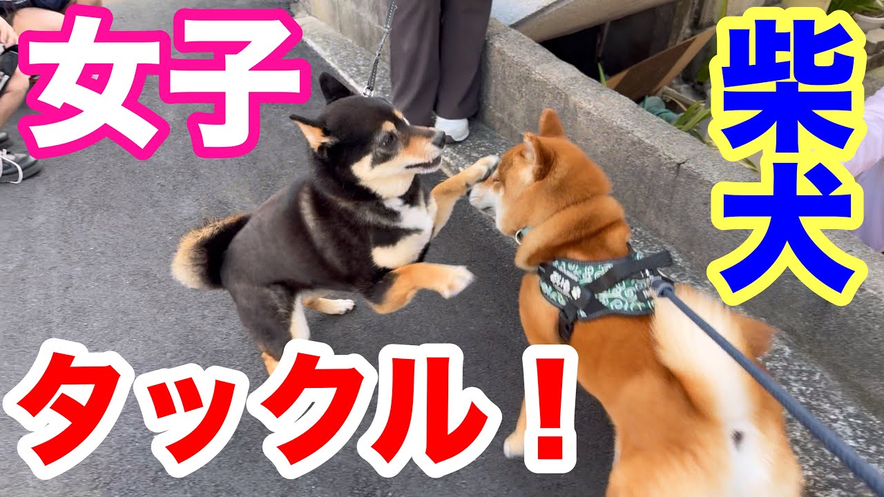 【柴犬】女子のタックル！