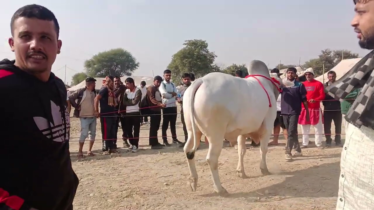 Pdfa मेला जींद हरियाणा में गांव का नंदी pawan animal beautician channel subscribe Karen 