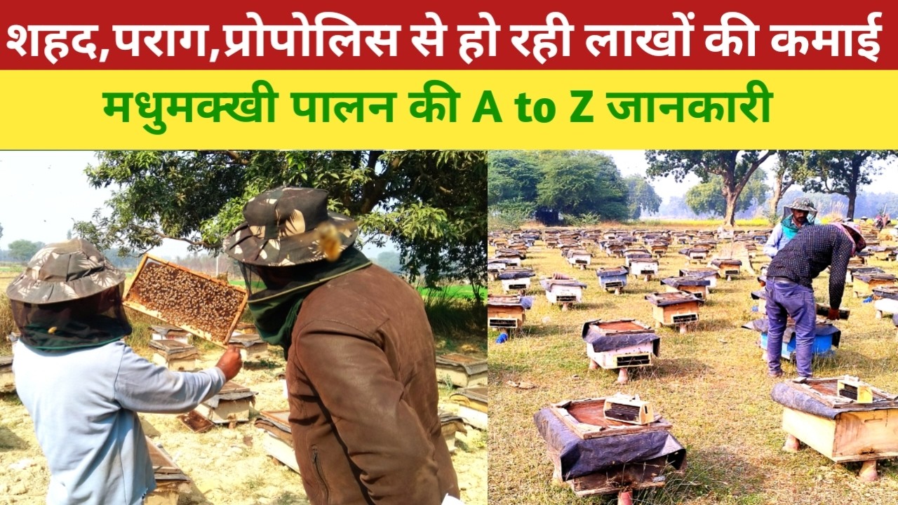 मधुमक्खी पालन व्यवसाय की सम्पूर्ण जानकारी,उत्पाद,बाजार,ऋतु प्रबंधन,समस्याएं व निदान @KVKPratapgarh