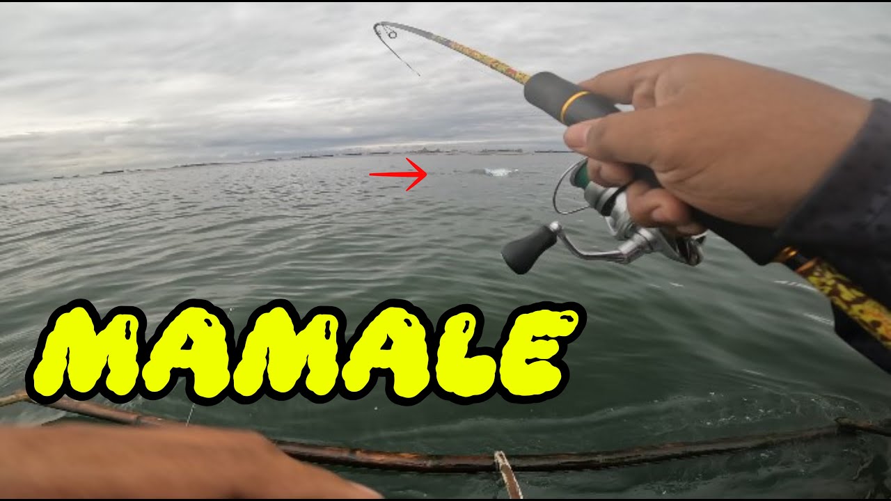 Manila Bay Fishing Threadfin Salmon ( MAMALE )