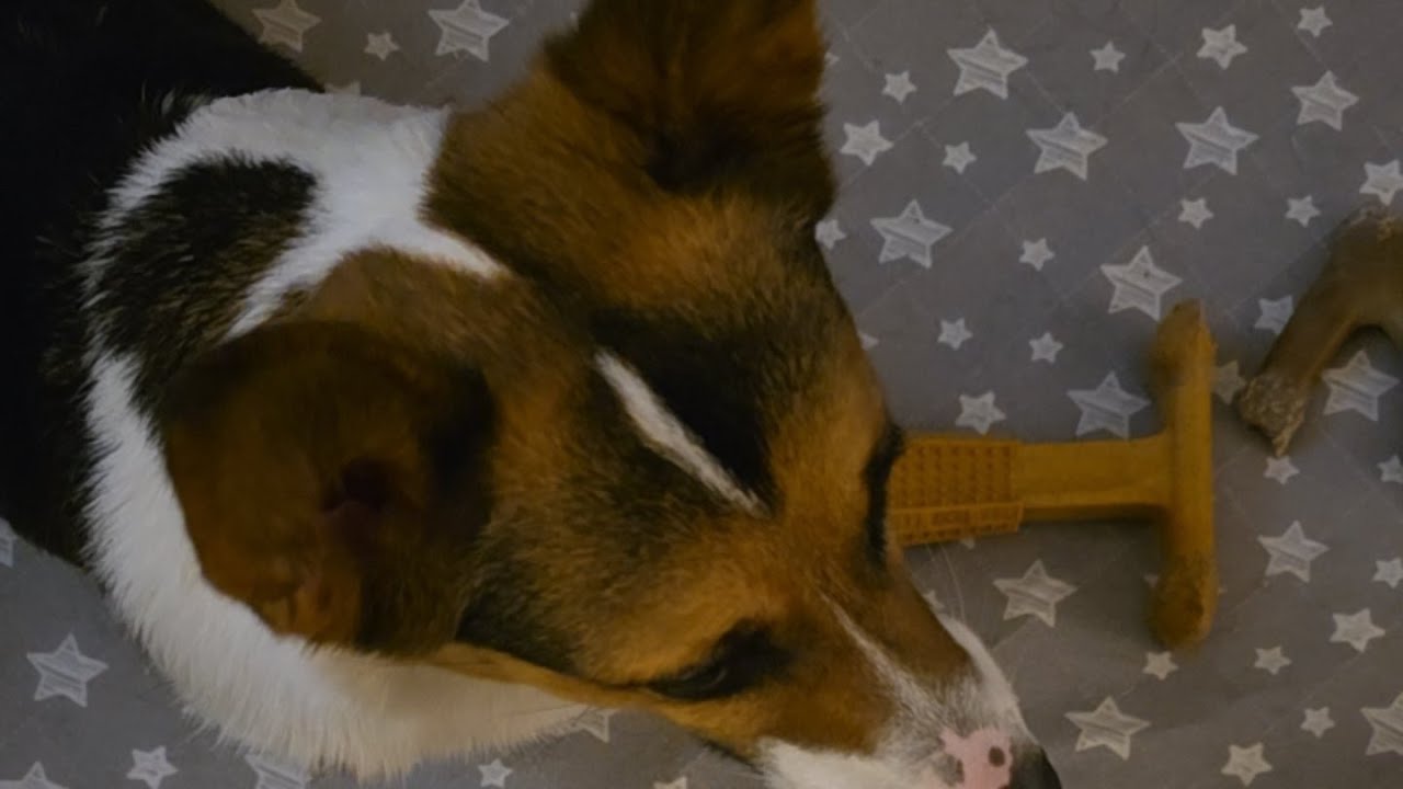 corgi puppy late night play time