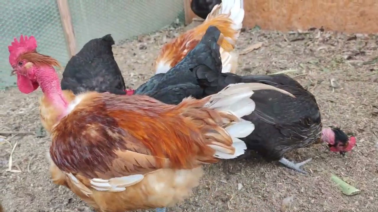 Голошейка не только ценное мясо..😊