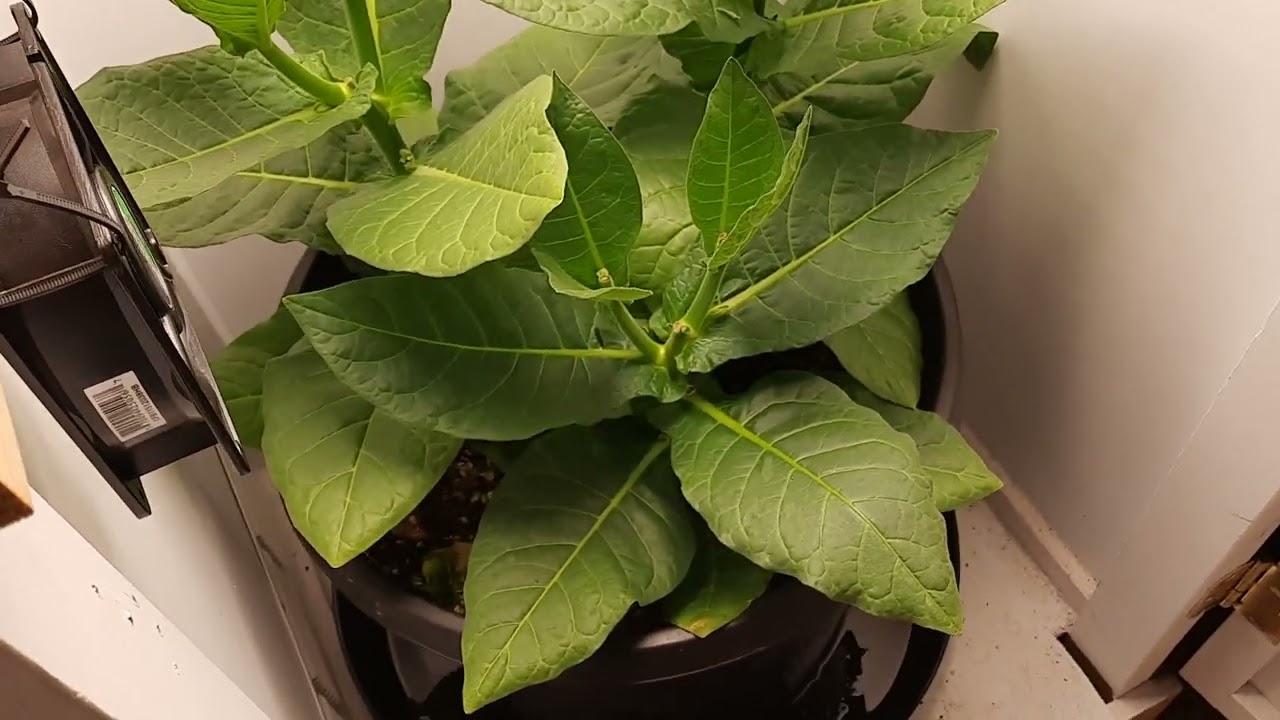Oriental tobacco progress update.