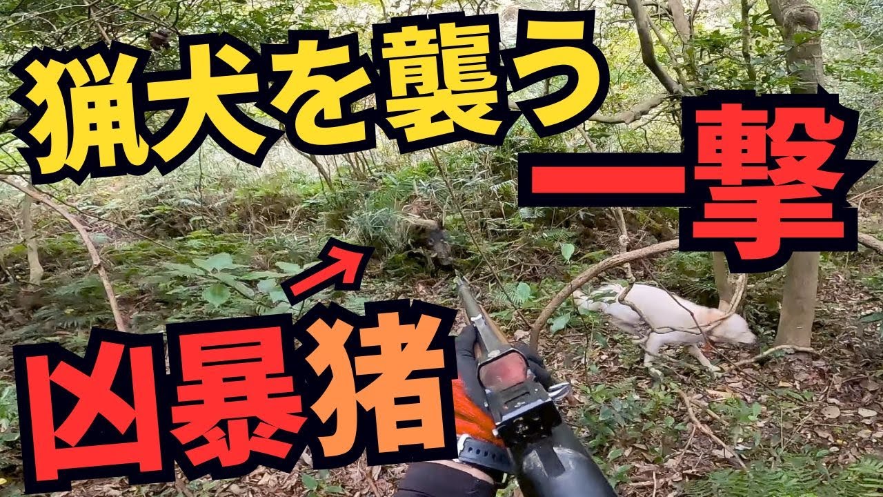 住民からの苦情でイノシシ有害鳥獣駆除を実施したら、猟犬を襲う凶暴猪が！！！ ヘッドショット一撃までの全て！
