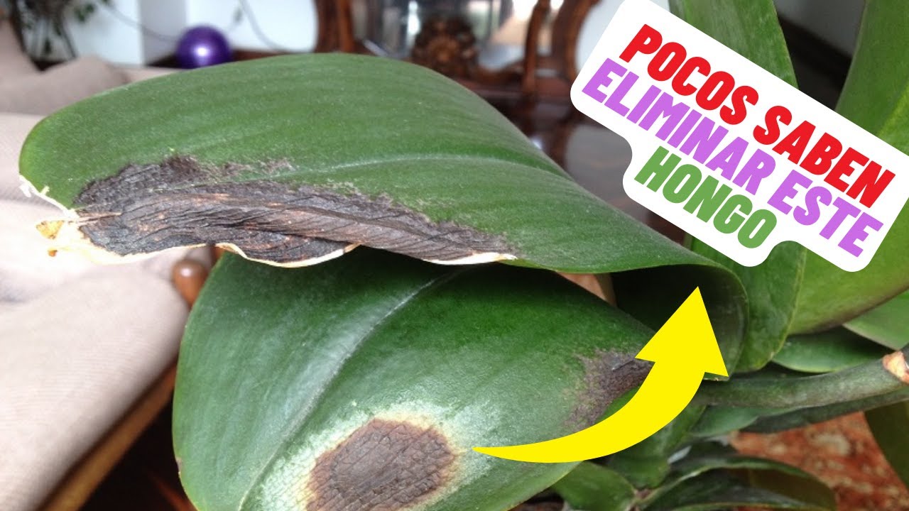 Como Eliminar El Hongo De Las Orquideas De Por Vida #orquideas