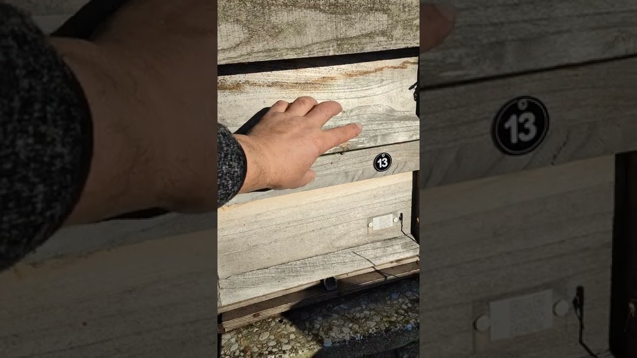 Zweizargig eingewintert ?