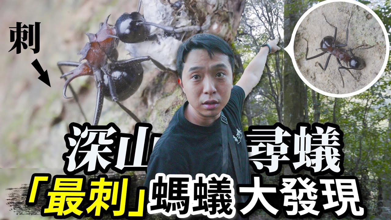 超稀有螞蟻「刺棘山蟻」大發現｜深山尋蟻-九穹根步道｜【臺灣蟻窟】