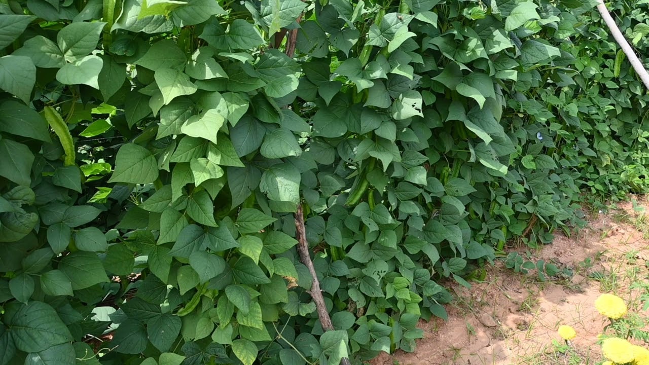 Krishimela 2023 Demonstration Plots Album