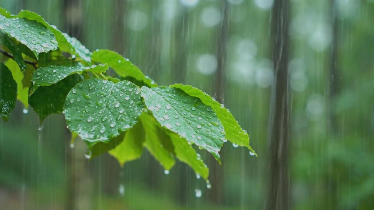 Gentle Rain on Green Leaves🌿 🌧️ Forest Nature Soundscape for Relaxation & Focus
