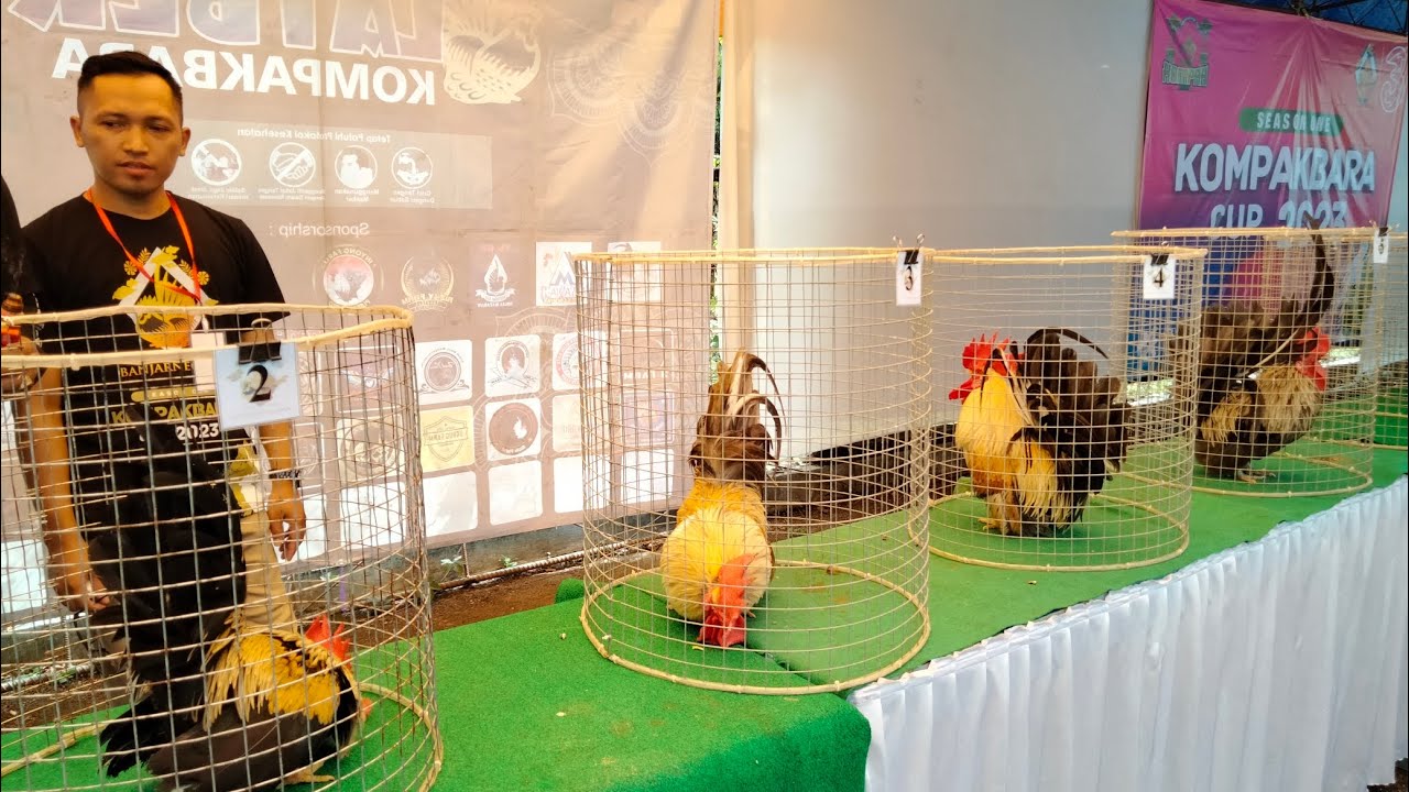 Kontes Ayam Kate KOMPAKBARA Cup 2023