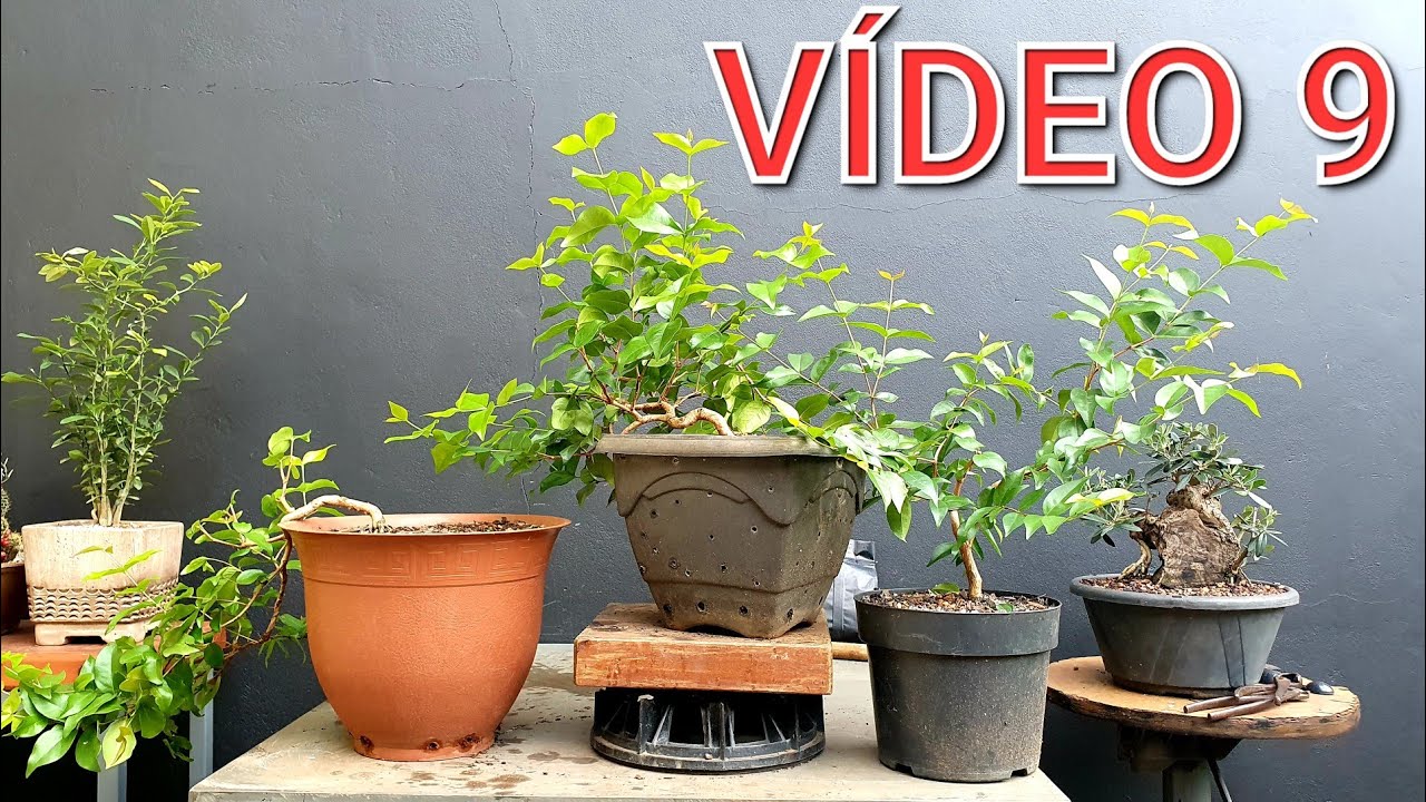 Bonsai de Pitanga desde semente - Vídeo 9