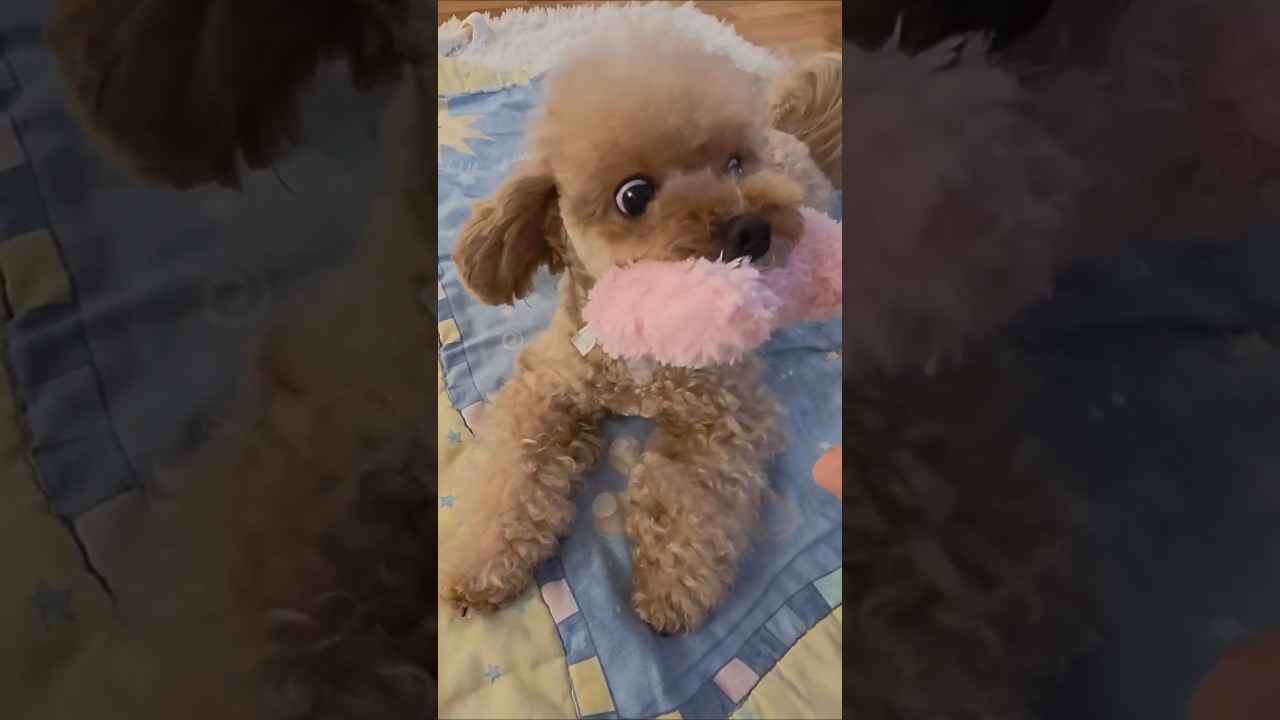 Mama ! May I have cookie 🍪 🙂 