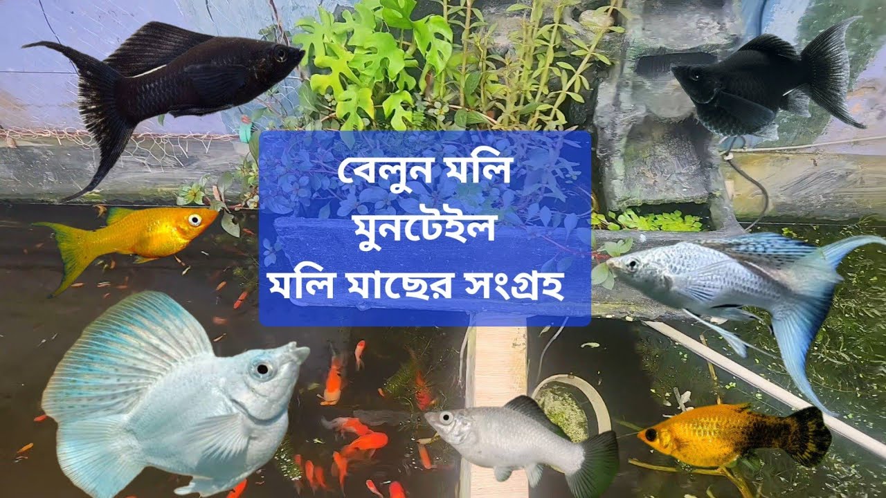 Molly Fish Farm collection, tank Setup #mollyfish #ornamentalfish #fish #aquarium #viral #farming