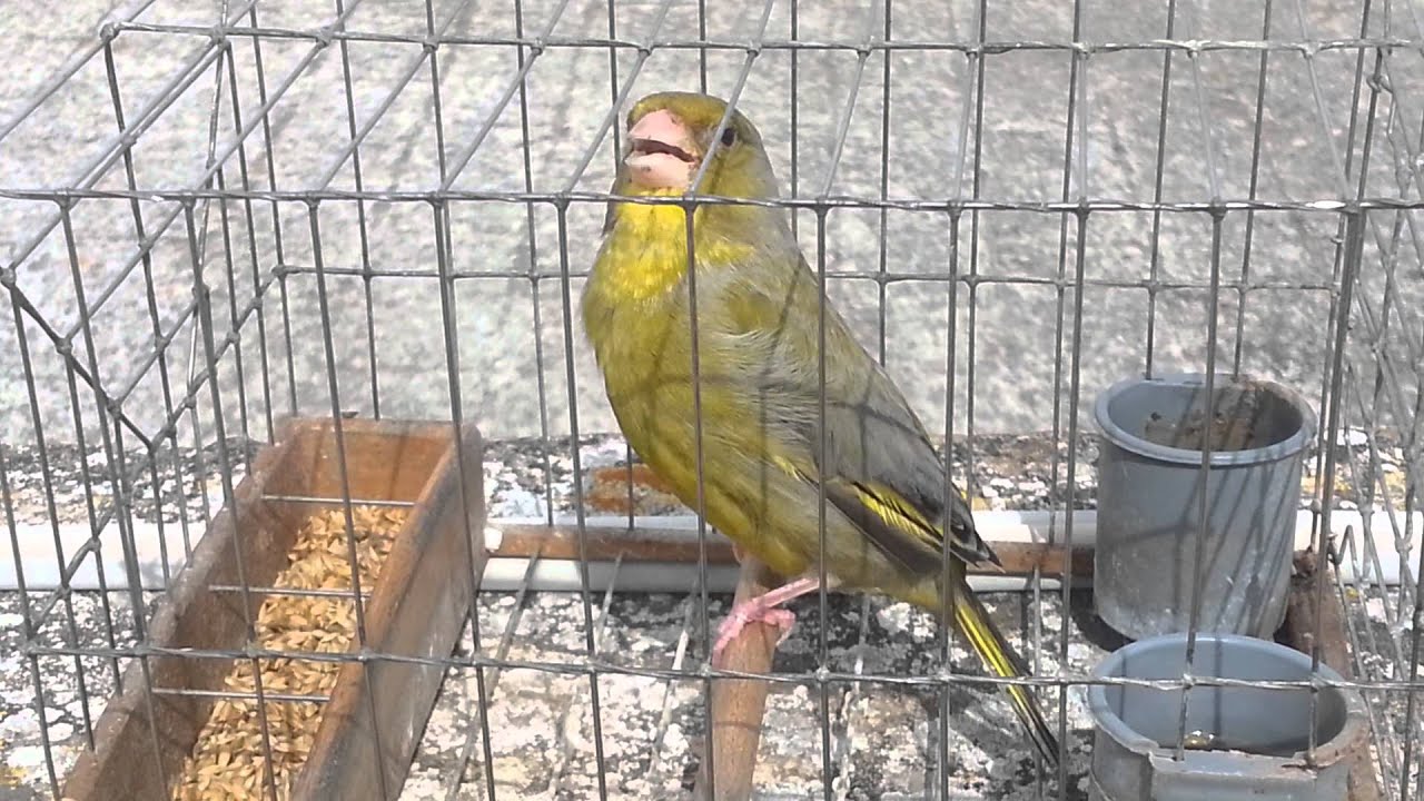 Il verdun ta censu camju