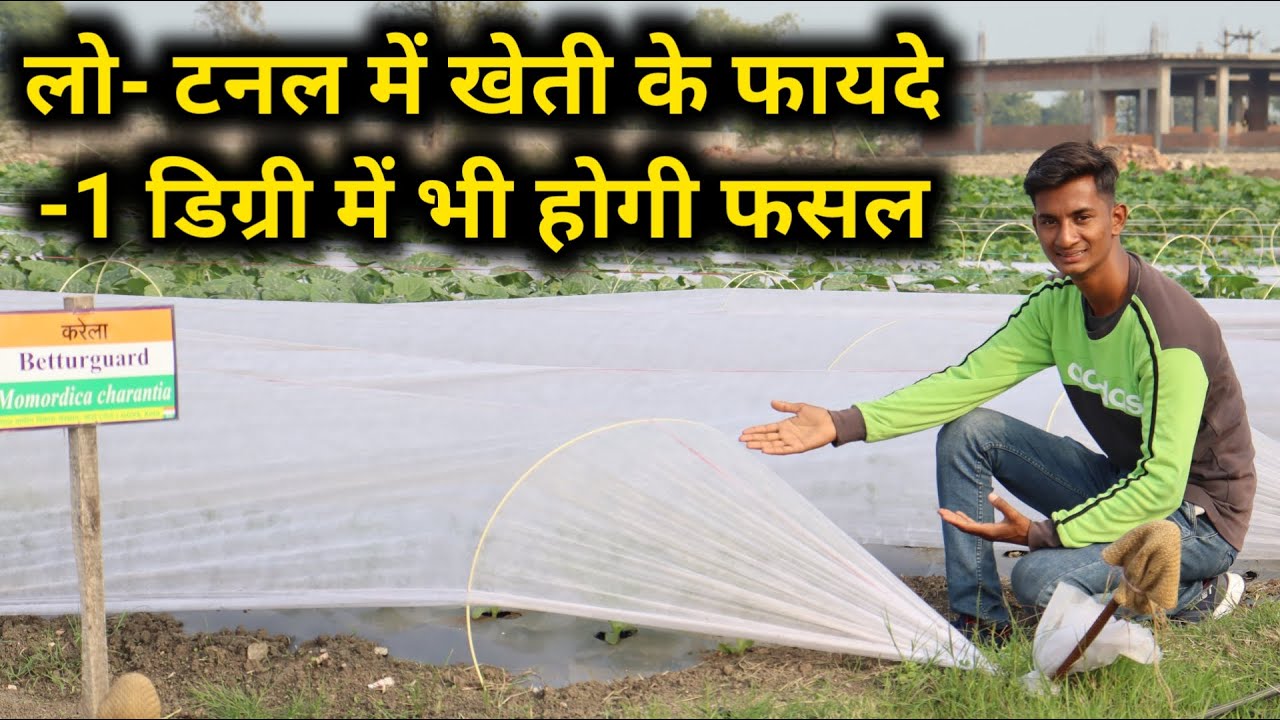 लो टनल में खेती के फायदे  -1 डिग्री तापमान में भी होगी खेती || Low Tunnel Farming in india