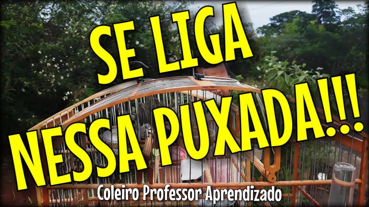 Um Show De Puxada - Coleiro Solto Ficou Louco - Coleiro Professor Aprendizado