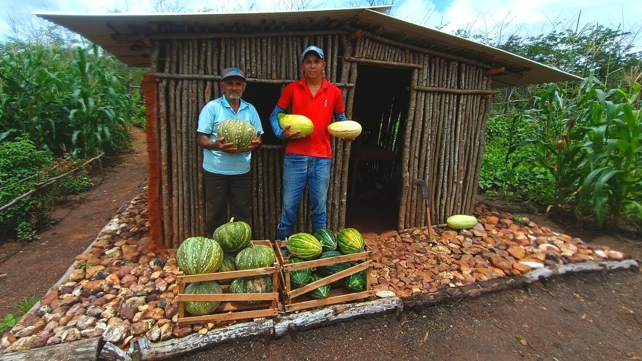 Melhor Colheita de Abóbora No Mini Sítio +Agradecendo aos 90 mil inscritos +Milho Assado