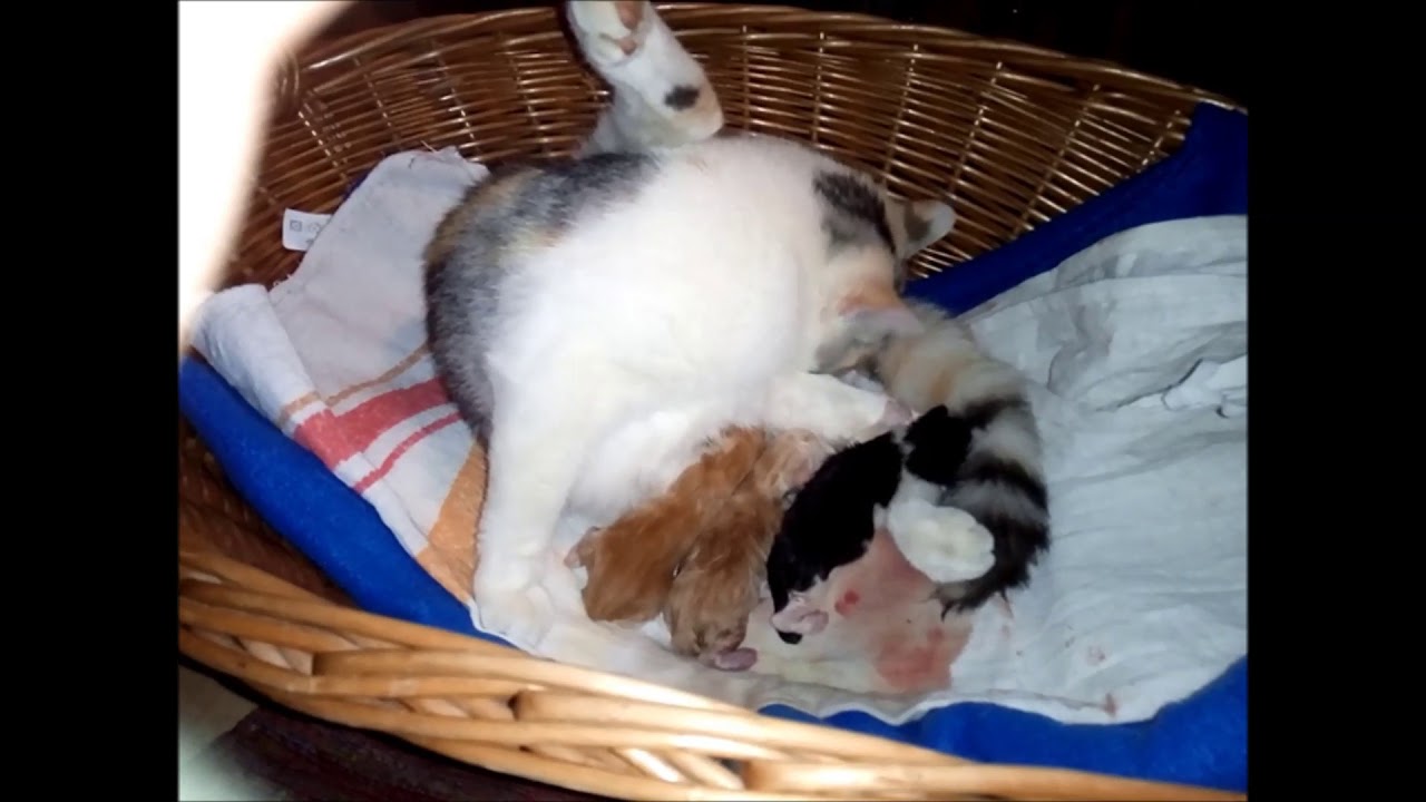 Katzengeburt Mia bekommt das erste Mal Junge
