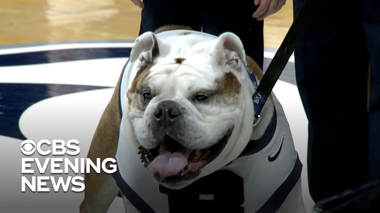 Butler University's bulldog retiring after 7 years