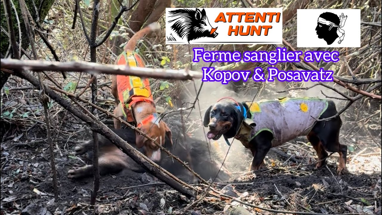Ferme Sanglier avec Kopov & Posavatz, Chasse Sanglier Corse