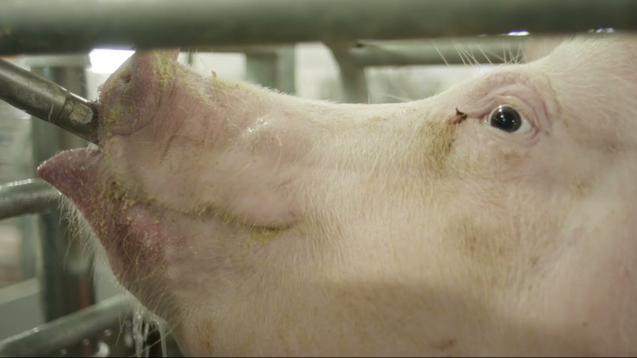 Pig Farm Management-Feeding-Ventilation