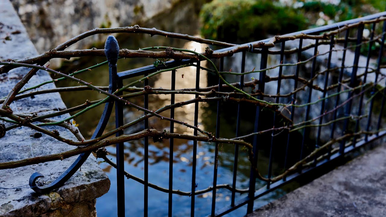 Actions and Intentions - The True Judgment - Lumix 50mm f1.4 S Pro