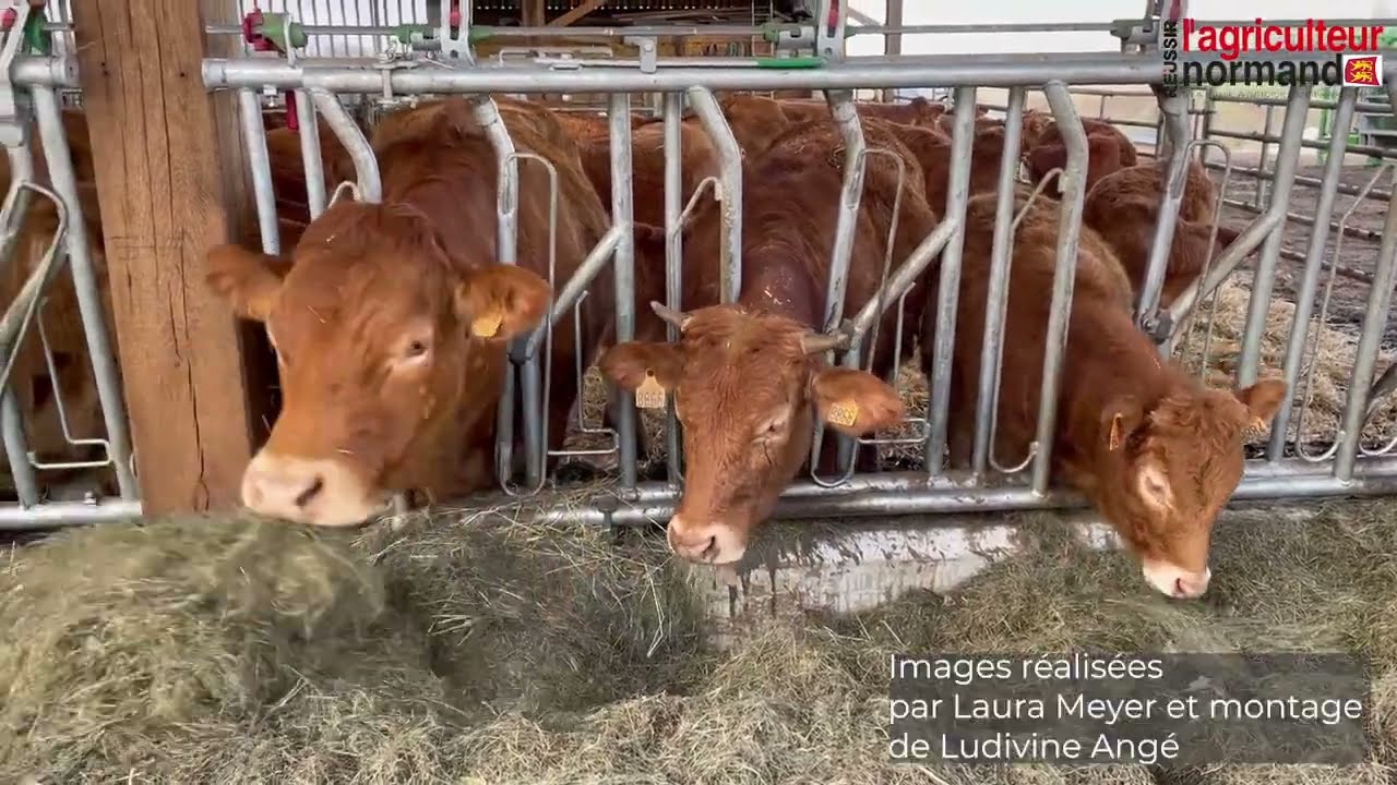 B&acirc;timents : les investissements possibles en &eacute;levage allaitant