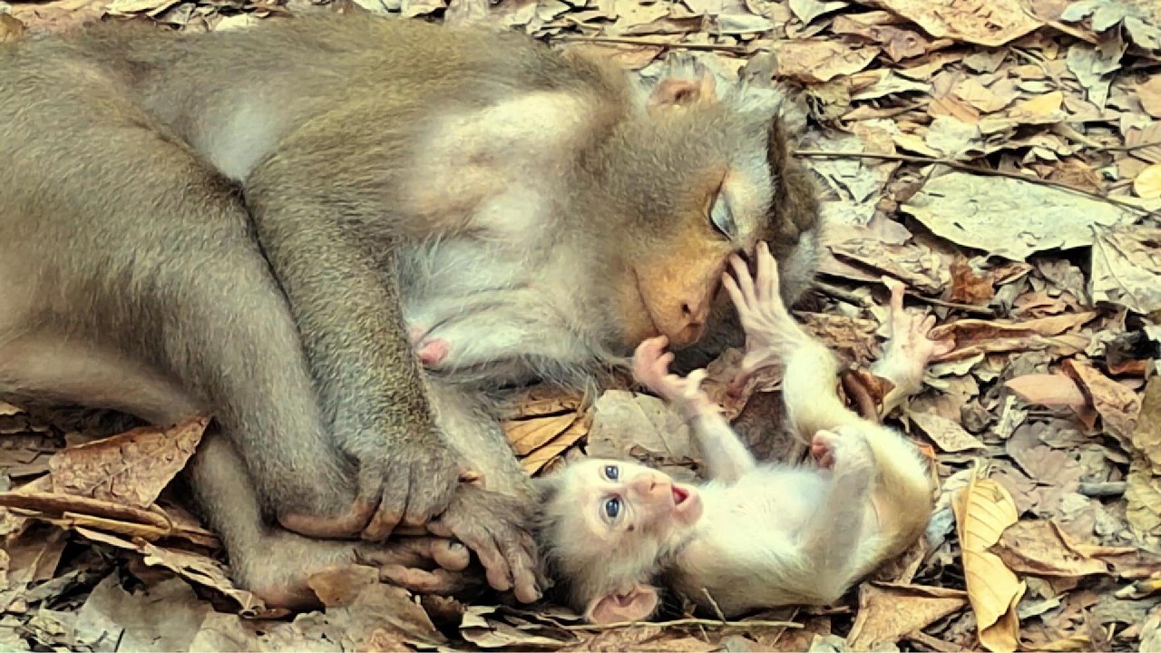 Adorable Baby Monkey in Angkor Area, #1275.