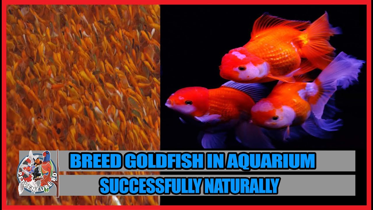breeding goldfish in aquarium || how to breed goldfish || goldfish fry food