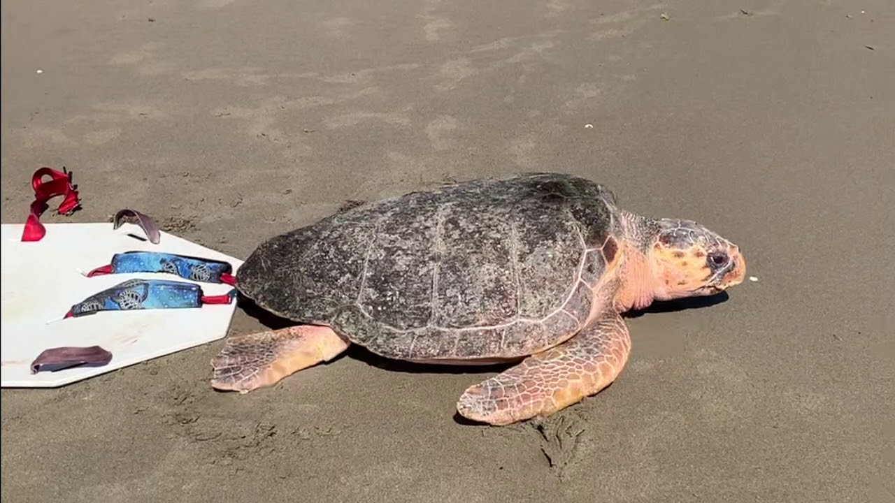 Justice Ginsburg Release: Sea Turtle Hospital Releases Sea Turtle Into The Wild