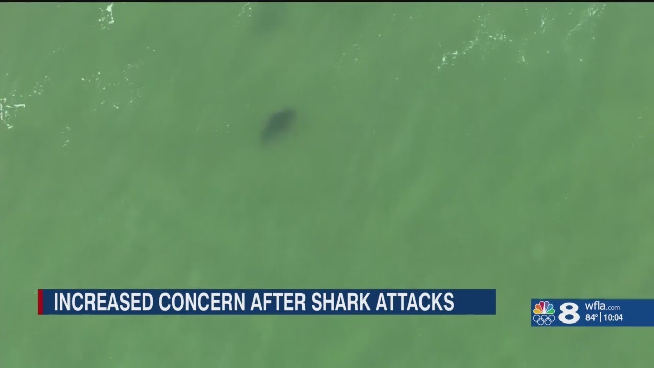 Florida shark attacks leave beachgoers on edge