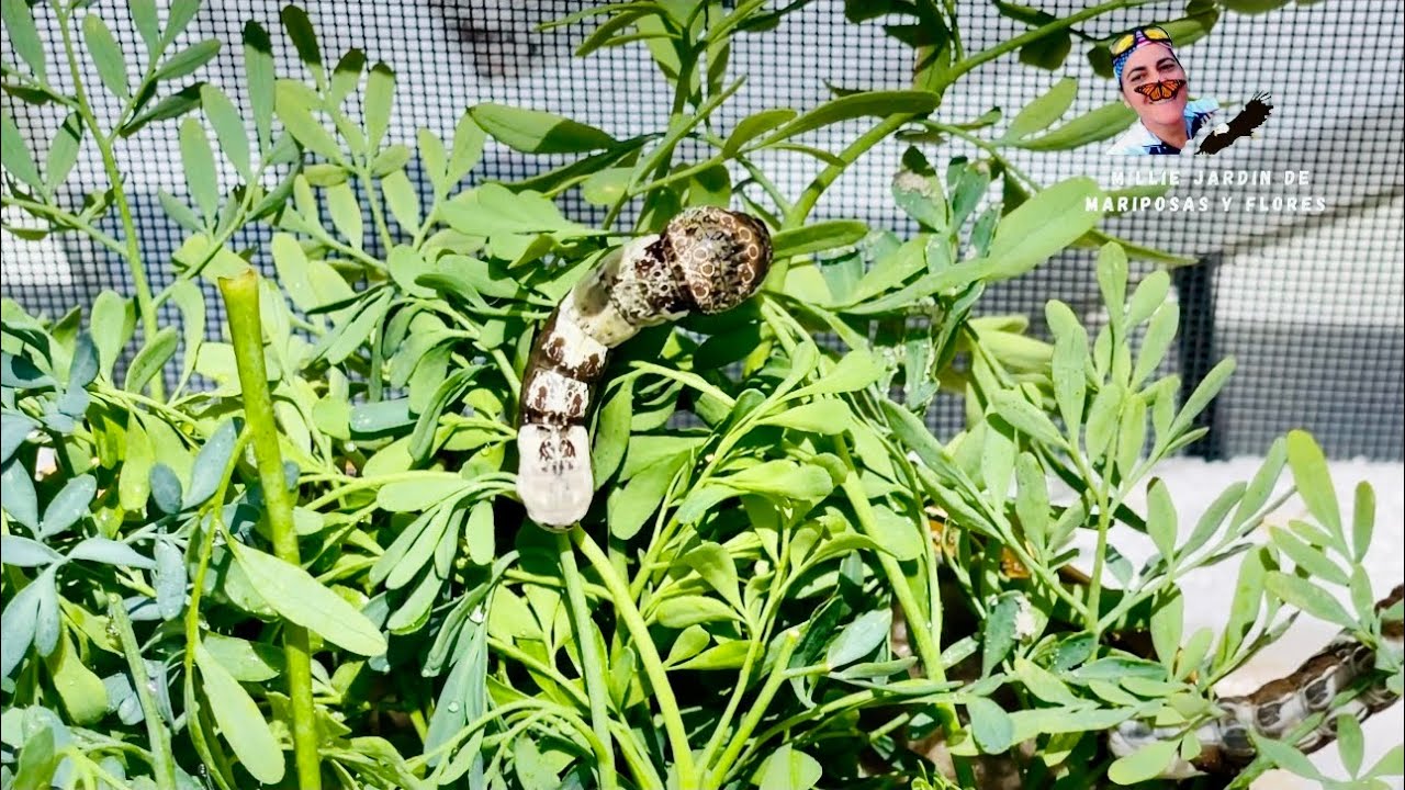 Criando Mariposas Como Alimentar las orugas Manteniendo Su Comida Fresca  #mariposas #orugas #ms 