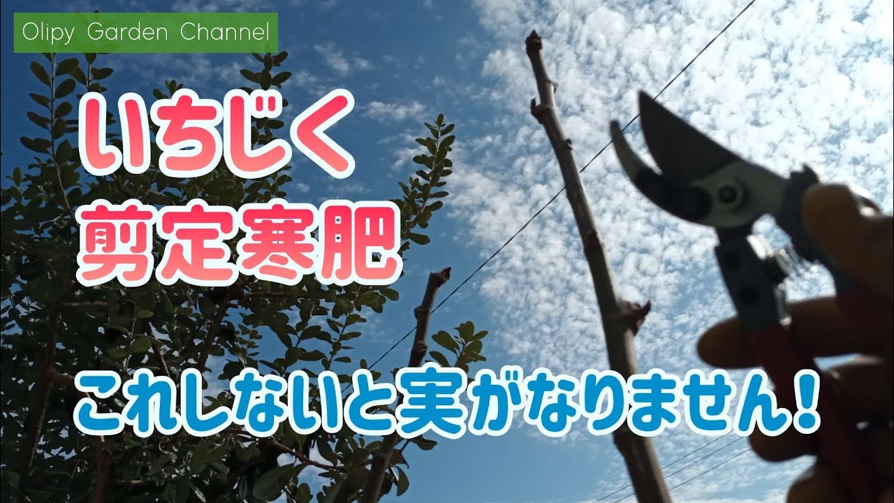 【イチジク】剪定と寒肥！これしないと実がなりません！