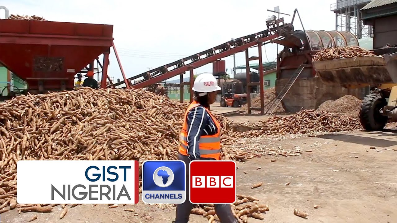 Food Security: Entrepreneur Moves To Improve Cassava Value Chain In Nigeria