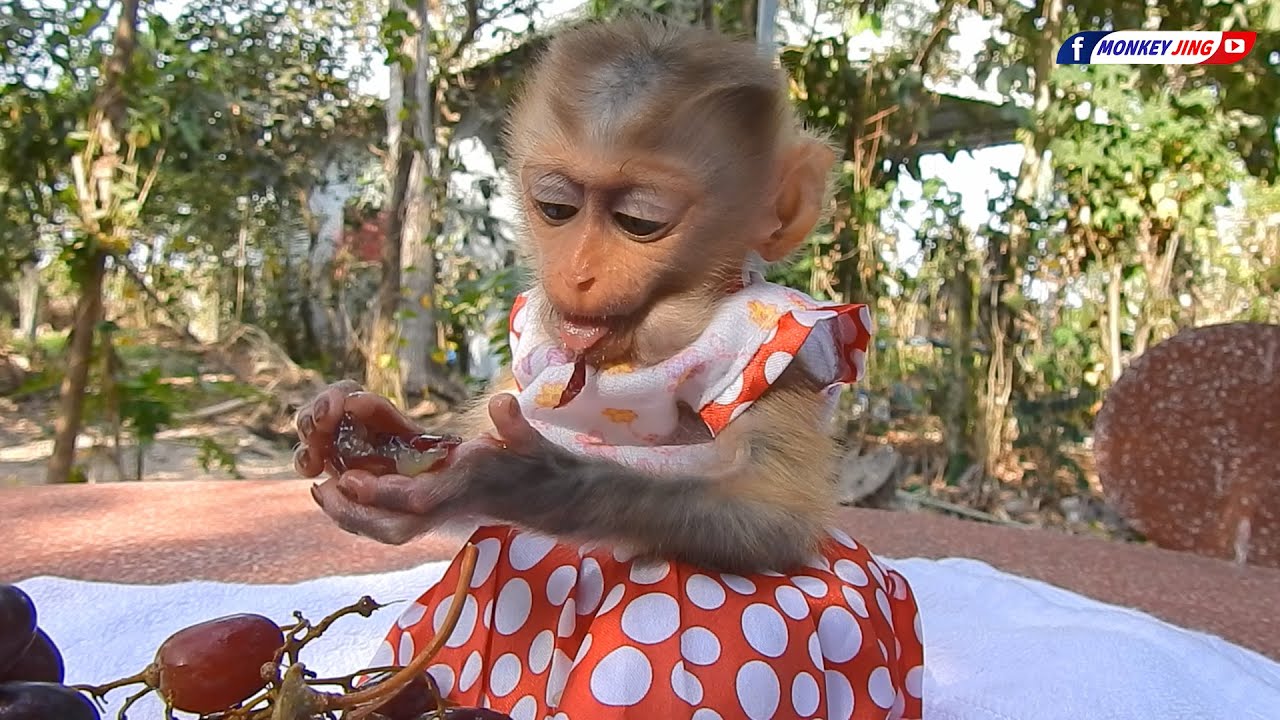 Jing Loves To Eat Red Grapes!!