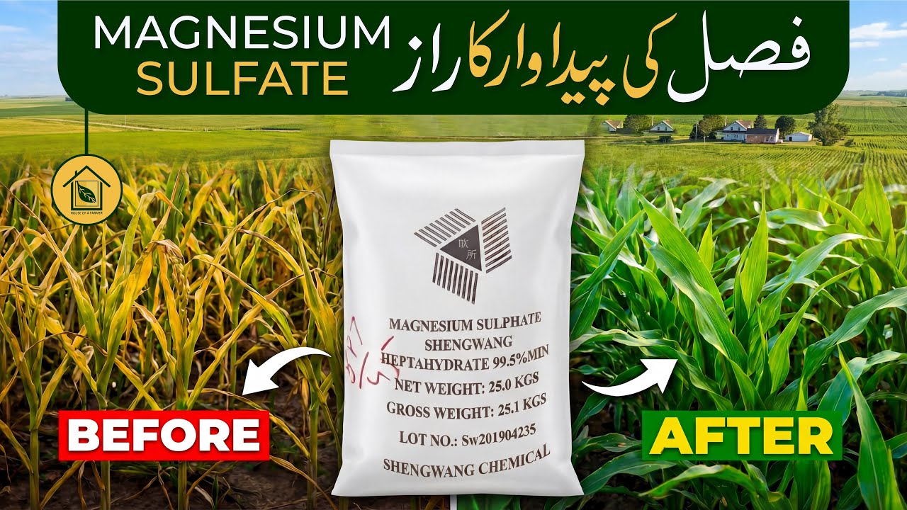 Epsom salt or magnesium ! Why do plants need magnesium sulfate? What is magnesium sulfate? When 