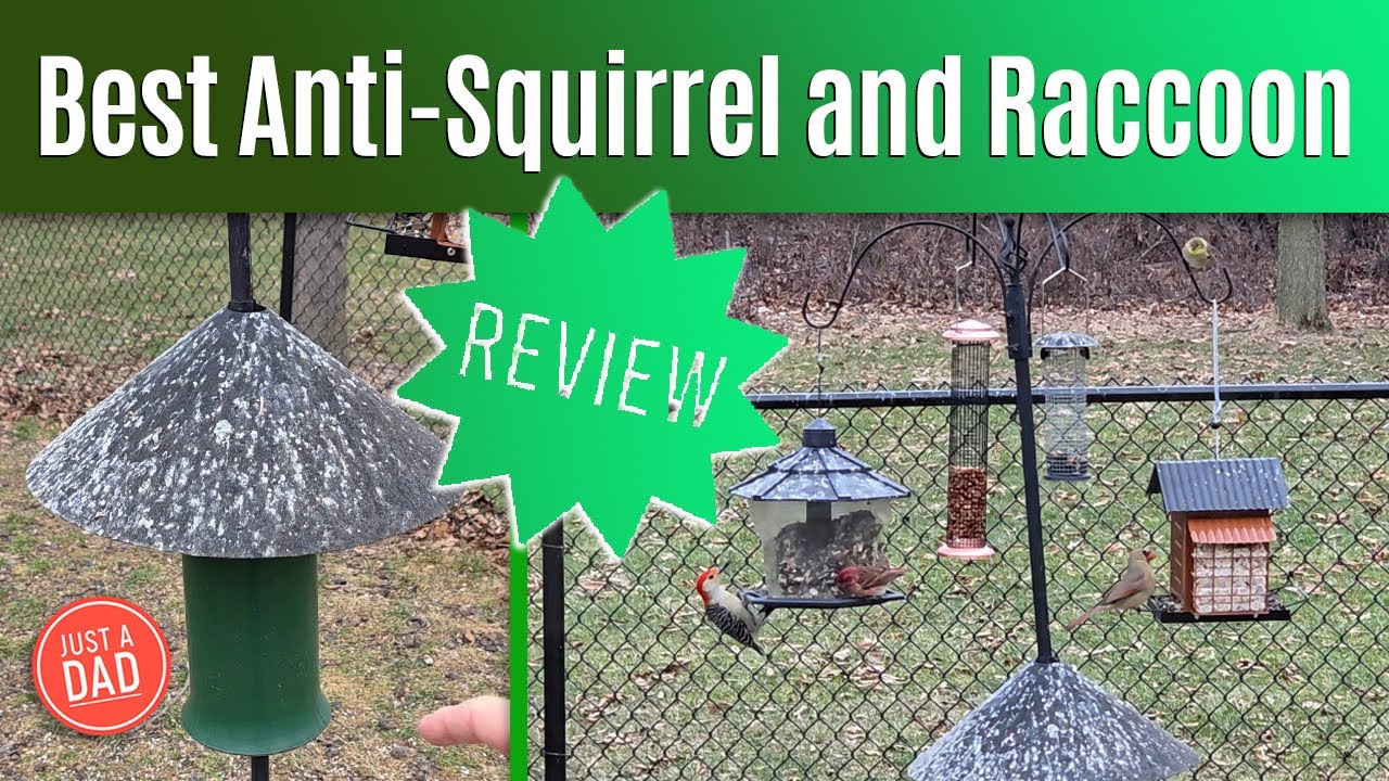 Best Anti-Squirrel & Raccoon Guards for Bird Feeder Pole