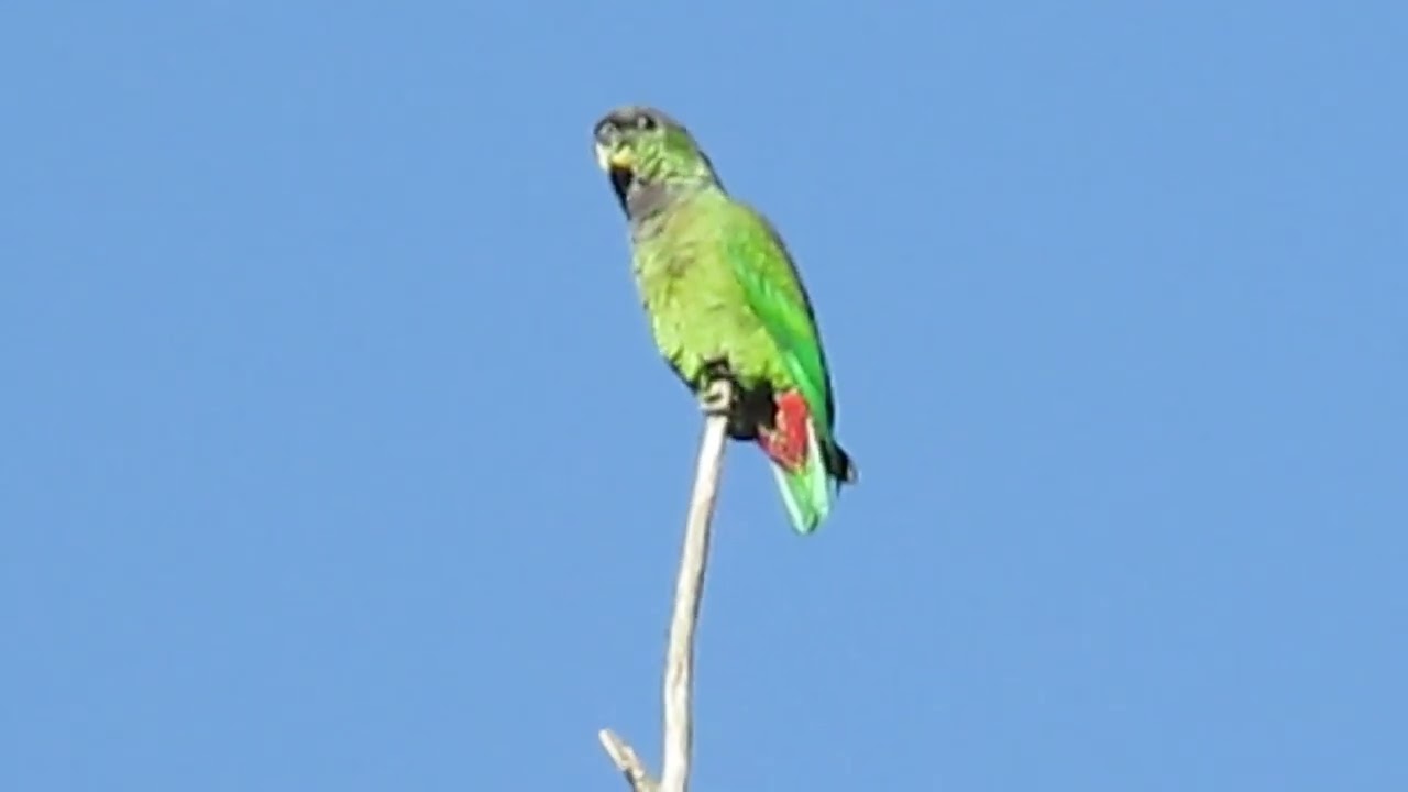 MAITACA-VERDE cantando no alto de uma árvore
