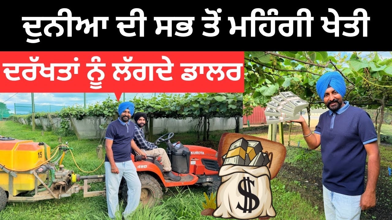 ਦਰੱਖਤਾਂ ਤੋਂ ਡਾਲਰ ਤੋੜਦੇ ਪੰਜਾਬੀ Kiwi  Farm New Zealand | Punjabi Travel Couple | Ripan Khushi