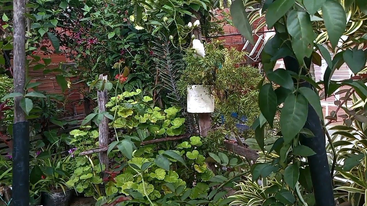 Olha o brilho dessas plantas!✨