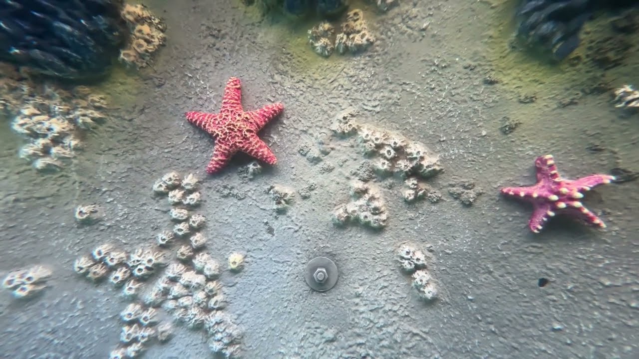 Finding Nemo Submarine Voyage, Disneyland - January 2024