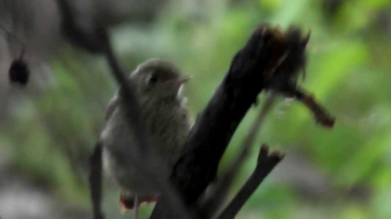 Codrosul de padure si puii - Redstart and chicks