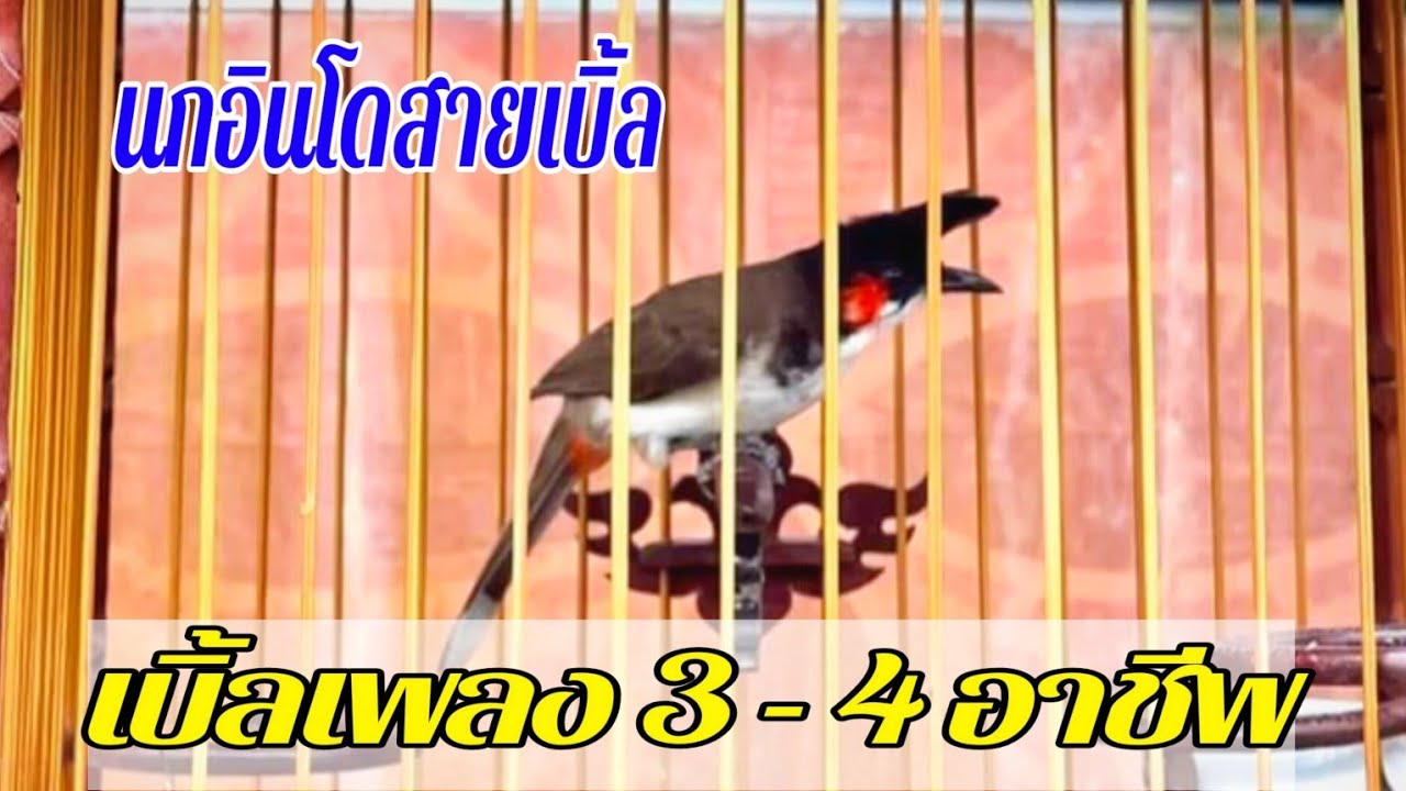 💎นกกรงหัวจุกอินโดเบิ้ลเพลงแม่บทอาชีพ เปิดสอนลูกนก ยั้วนกฟังนกคึกร้องตาม 💯%