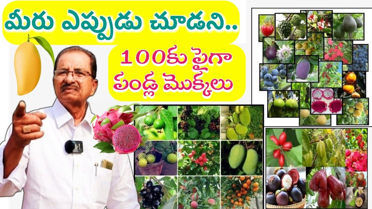 100 Types Of Rare Fruit Plants | అరుదైన 100 పండ్ల మొక్కలు పెంచుతున్నారు | Shiva Agri Clinic