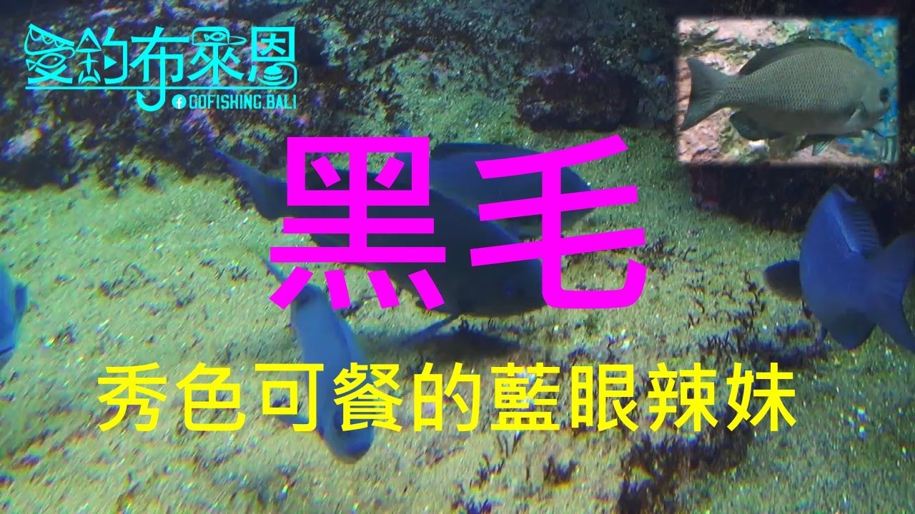 (13) 黑毛的習性與釣法【知魚不龜系列】