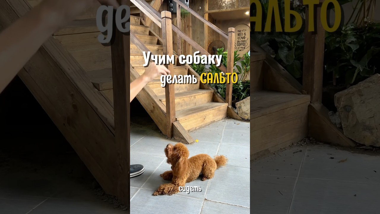 А что умеет ваша собака ? #dog #собака #happy #poodle #суперсобака #cute #pets
