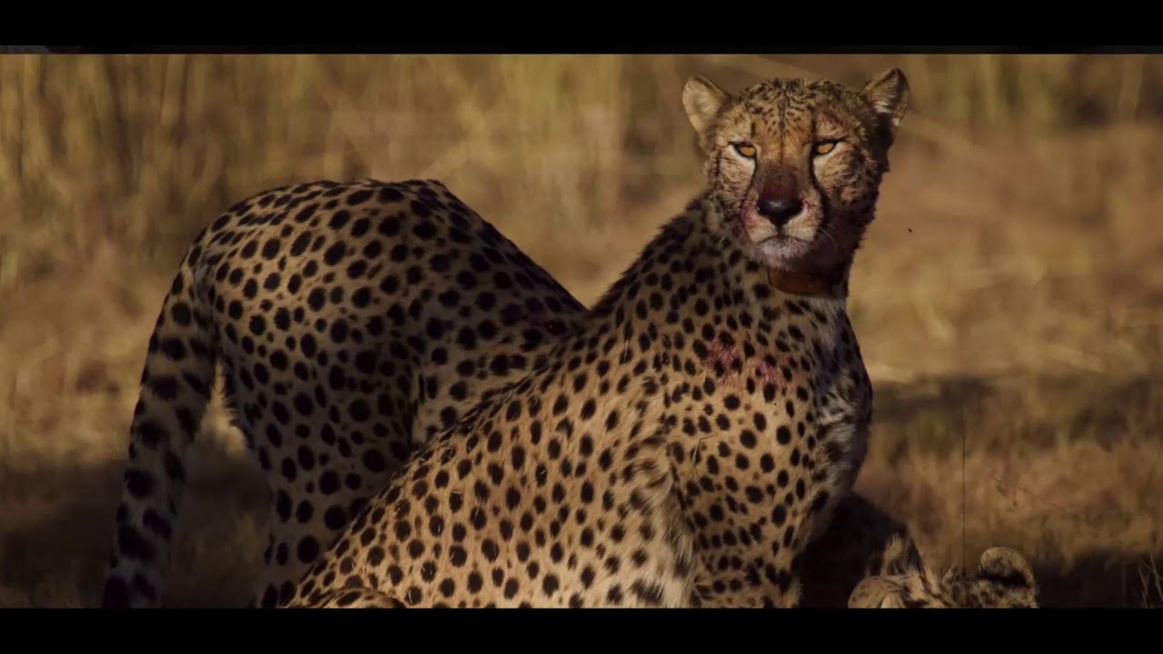 Safari Plains by Discovery Travel