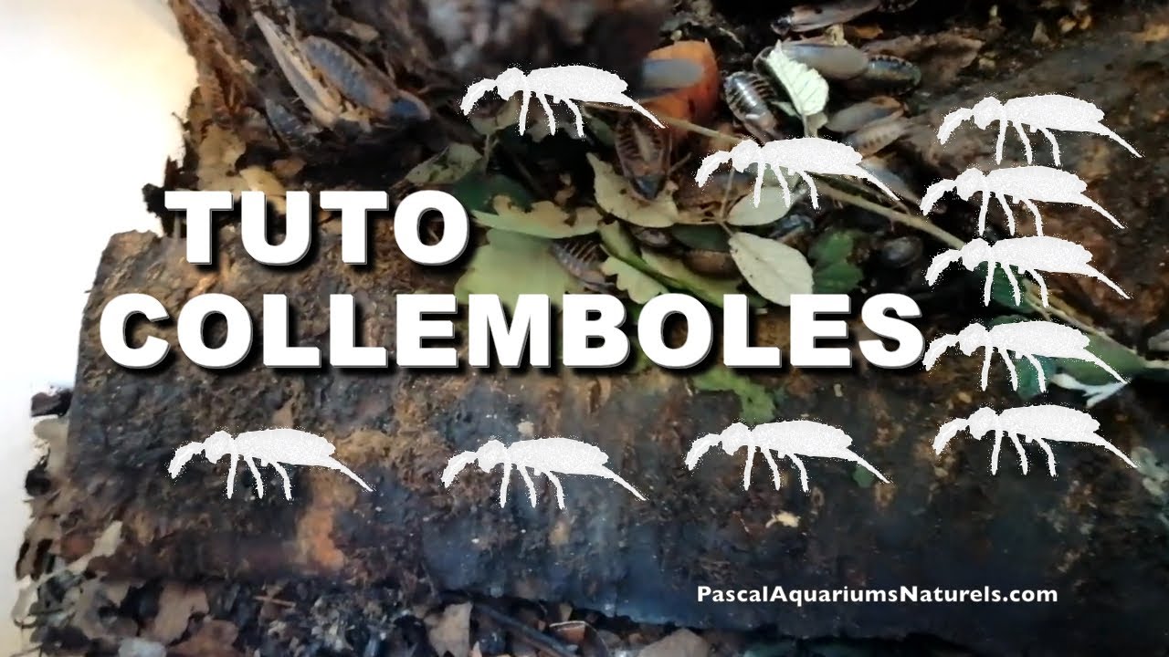 TUTO : Il te faut des COLLEMBOLES ! De chez naturareptiles.fr - Pascal Aquariums Naturels