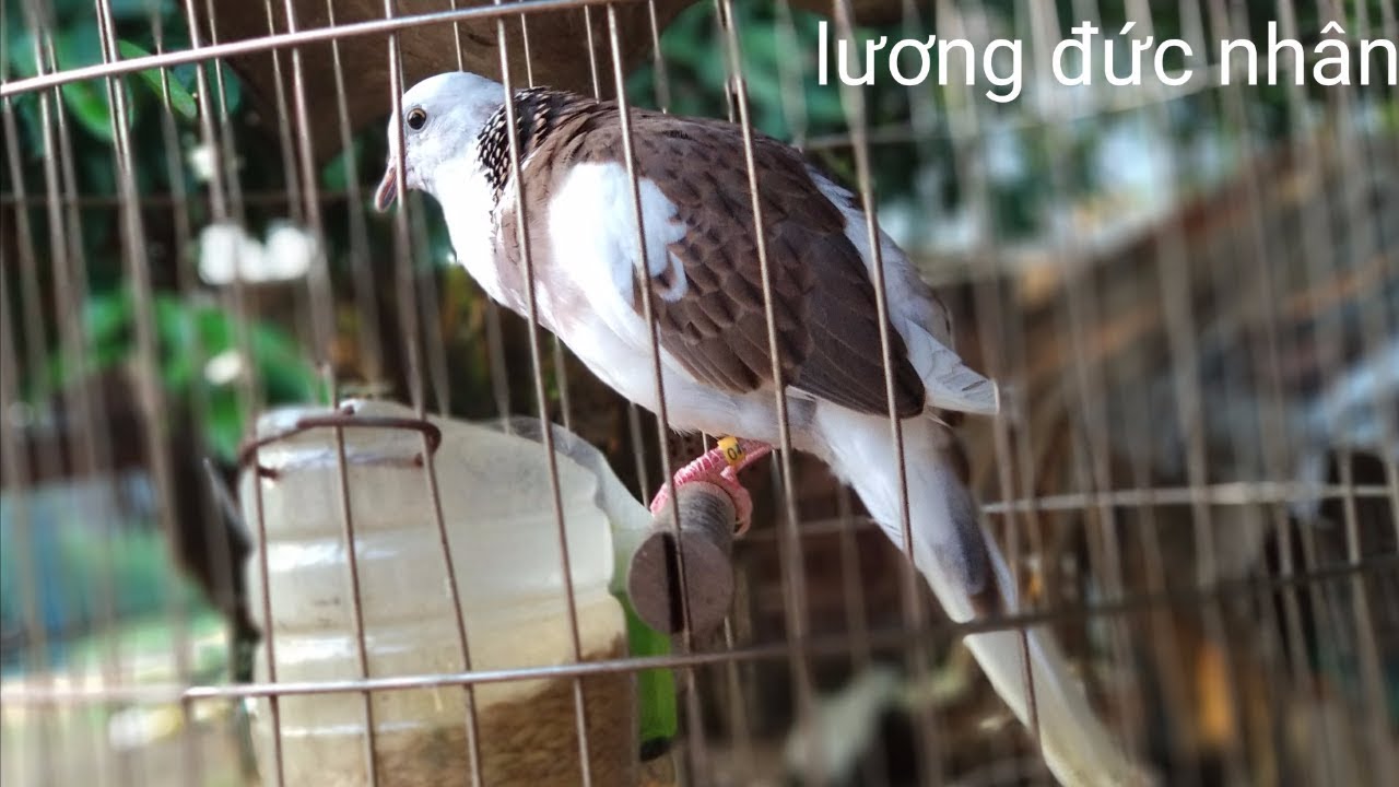 CHIM CU GÁY THÁI GIỌNG THỔ 5 THÁNG CỦA LƯƠNG ĐỨC NHÂN